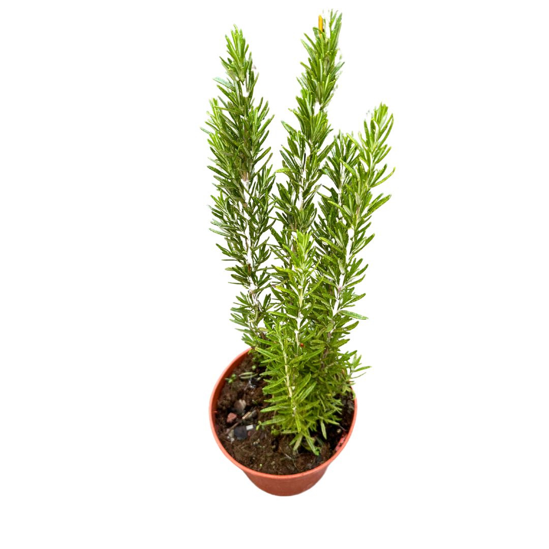 Romero Alto Planta Aromática Y Medicinal (rosmarinus Officinalis) Maceta 17cm_0