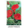 Bolbo de Calla vermelho laranja 1 unidade 