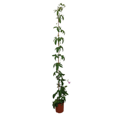 Ipomea Cairica M20 180cm_0