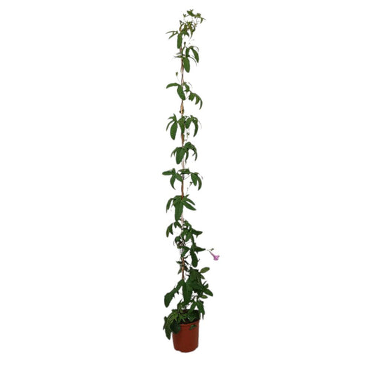 Ipomea Cairica M20 180cm_0
