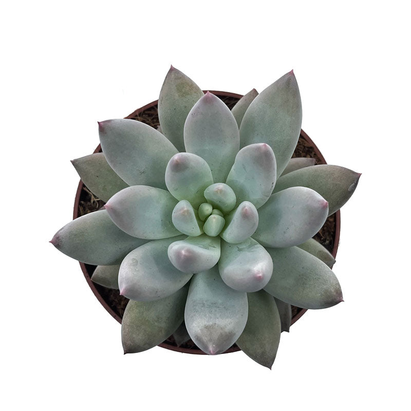 Pachyveria 'krakatoa' Cactus Y Suculentas M8,5 cm Ø_1