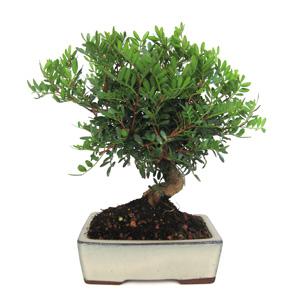 Bonsai Pistacia Lentiscus 7 anos MENTISCO