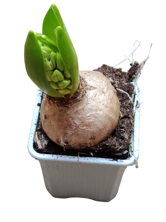 Jacinto Ø7 Planta De Interior Maceta Blanca Flor Surtida_0