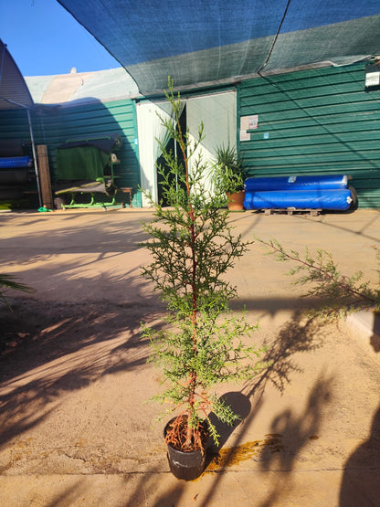 Cipres Sempervirens Maceta_1