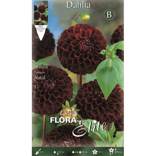 Bolbo de Dália Pom Pom preto Natal 1 peça