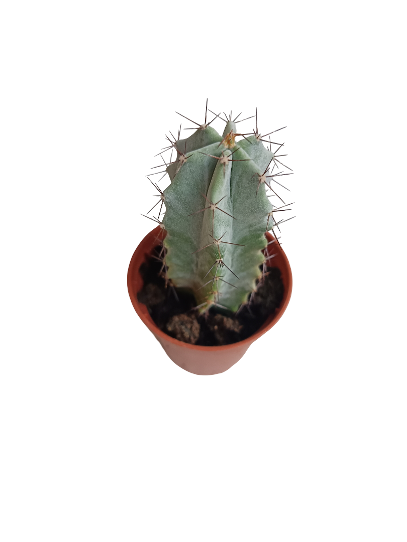 Stenocereus Pruinosus Cactus Planta 5 Cms_0