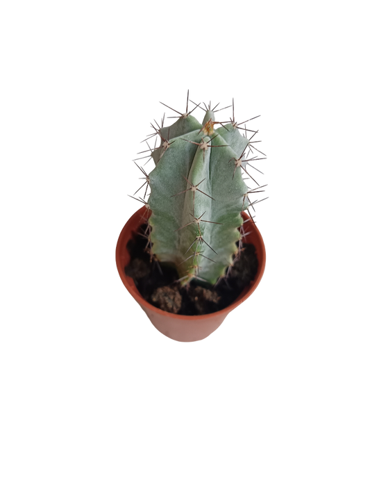 Stenocereus Pruinosus Cactus Planta 5 Cms_0