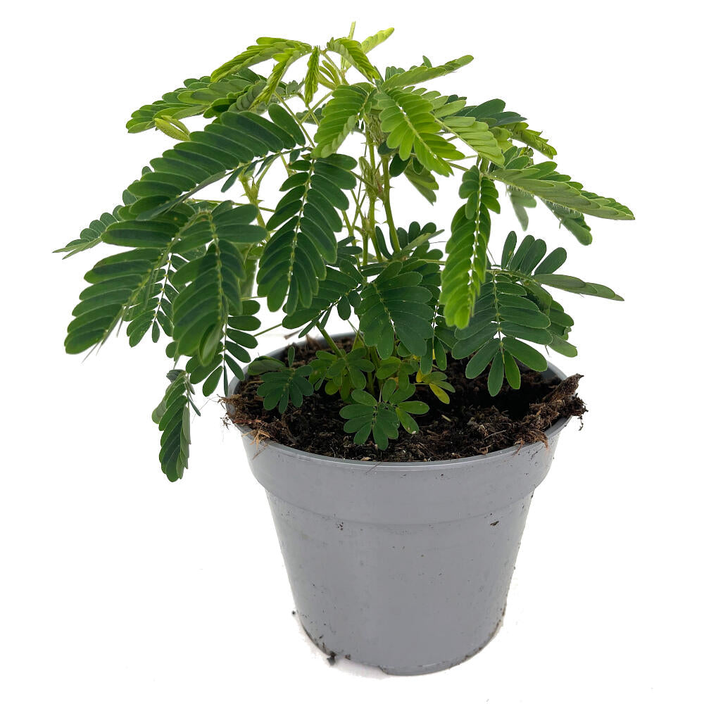 Mimosa Pudica M13 20cm (vergonzosa)_0