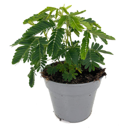Mimosa Pudica M13 20cm (vergonzosa)_0