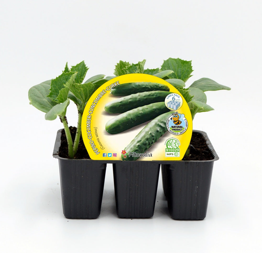 Pack Plantones Pepino 6 Ud. Natural - Fitoralia_0