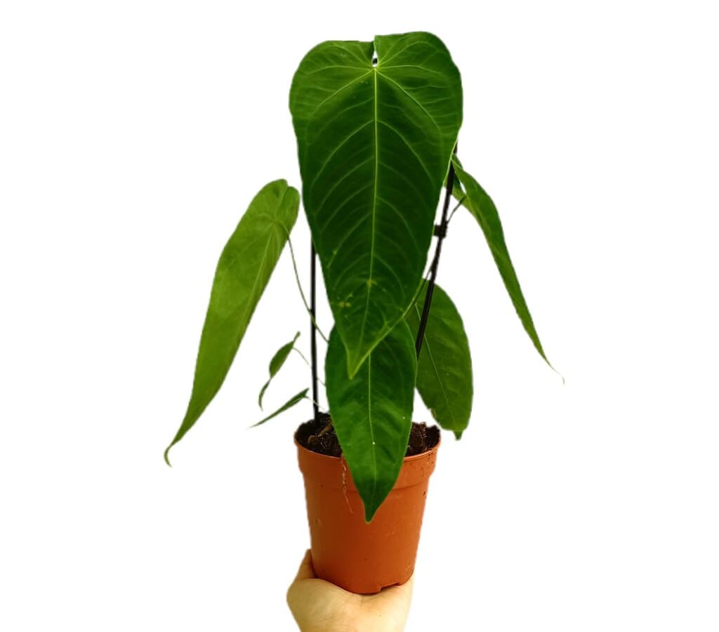 Anthurium Scherzerianum M12_0