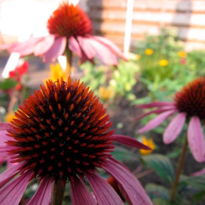 Semillas Equinácea Ecológicas