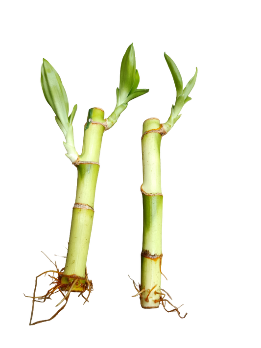 1 Caña De Bambu De La Suerte Con Raiz Esqueje De 10-12 Cms_0