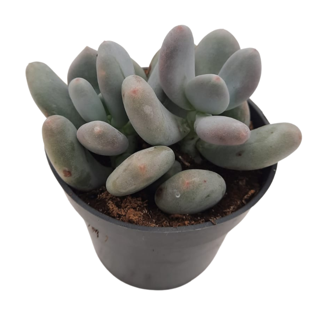 Pachyphytum Grey Oviferum Suculenta Muy Útil Para Fines Ornamentales_0