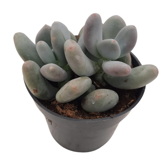 Pachyphytum Grey Oviferum Suculenta Muy Útil Para Fines Ornamentales_0