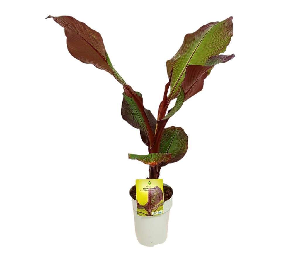 Musa Ensete Maurelli M22 80-100cm (banano Rojo)_0
