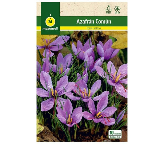Azafran Común 1 Bolsa Con 10 Bulbos Crocus_0