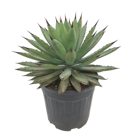 Agave Macroacantha M25 40cm_0