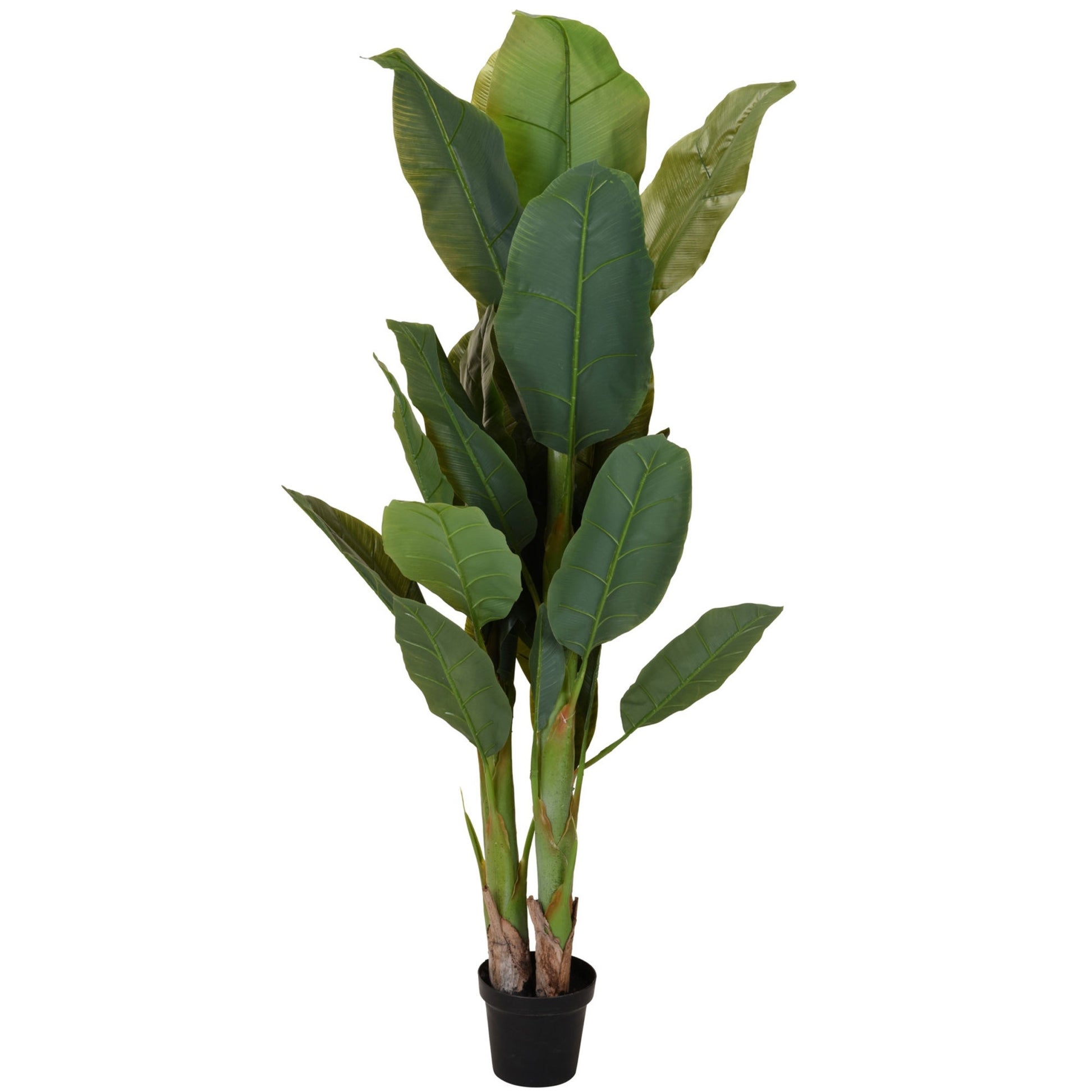 Maceta Con Planta De 165 Cm.