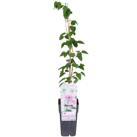 Clematis Hagley Hybrid Planta Trepadora Con Flores Rosa Ø15_0