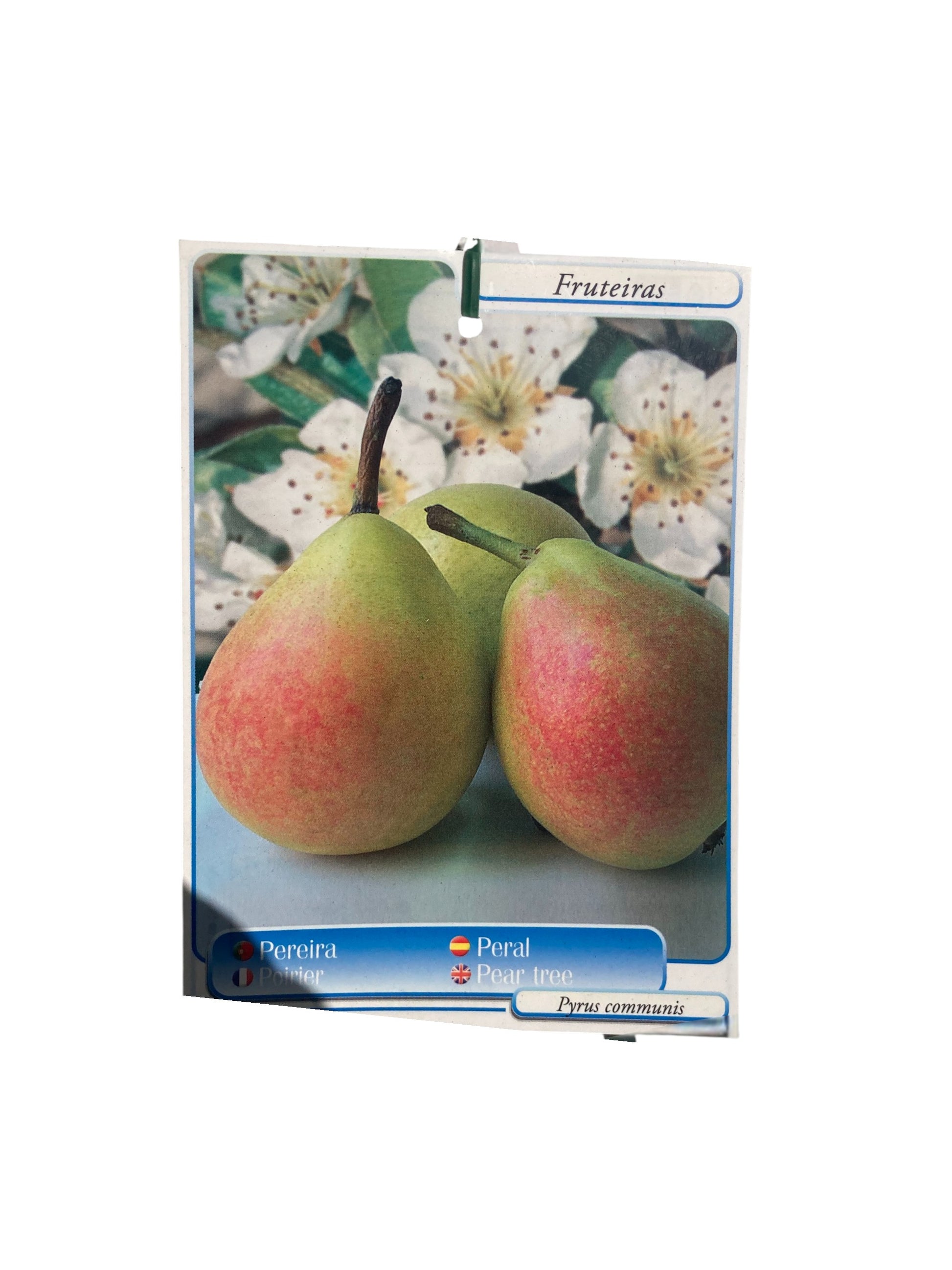 Frutal Peral Williams Rouge Cepellón 140 CM_1