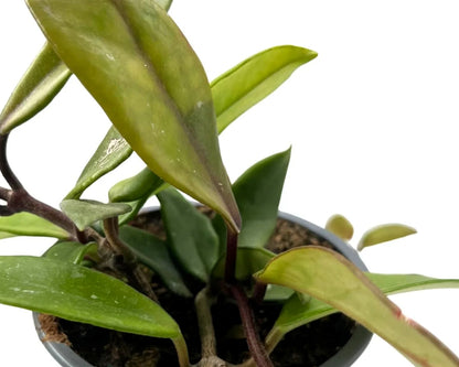 Hoya Carnosa (flor De Cera); Planta Trepadora Colgante Con Hojas Carnosas; Curiosarium; Diámetro Maceta 12 Cm_2
