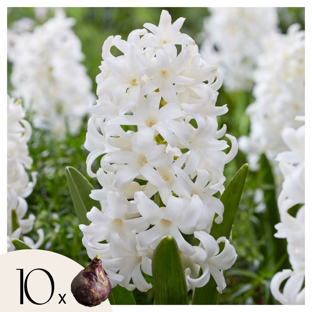 Jacinto - 10 Pzs - Hyacinthus 'carnegie' - Bulbos De Flores - Blanco_0