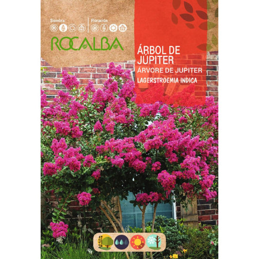 Sementes de árvore de Júpiter Lagerstroemia indica