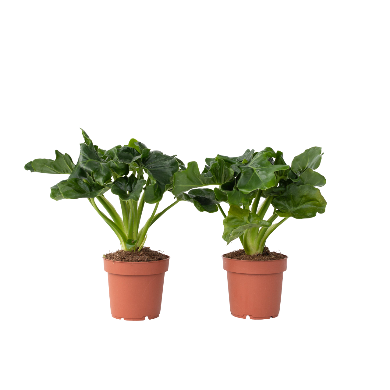 Filodendro - 2 Pzs - Thaumatophyllum Bipinnatifidum - Altura 30-40cm - ⌀12cm_0