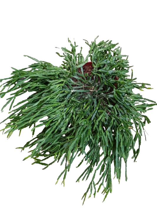 Rhipsalis Ewaldiana Planta Suculenta De Interior Colgante Ø12_0