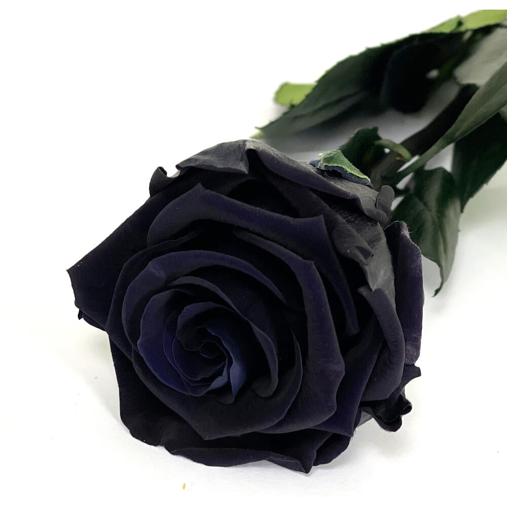 Mundo Eterno Rosa Preservada Negra 35cm_0