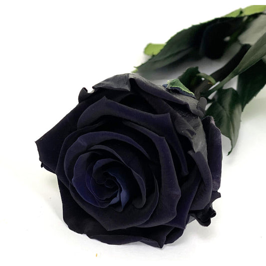Mundo Eterno Rosa Preservada Negra 35cm_0