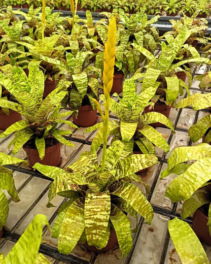 Goudea ospinae gruberi; bromelia multicolor, floración llamativa; Curiosarium; altura 15 cm_2