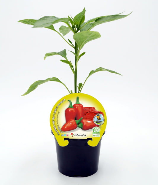 Plantón Pimiento Piquillo En Maceta 10,5 Cm. Natural - Fitoralia_0