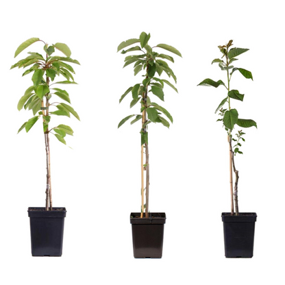 Manzano - 3 Pzs - Malus - Altura 60-70cm - ⌀9cm_0