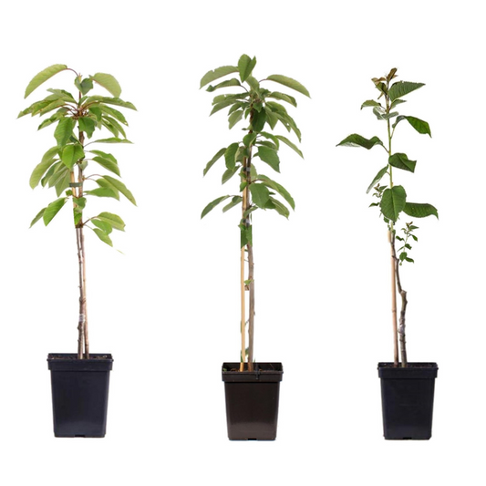 Manzano - 3 Pzs - Malus - Altura 60-70cm - ⌀9cm_0