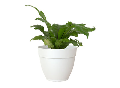 Artevasi Macetero Plástico Capri Campana Blanco 25cm_1