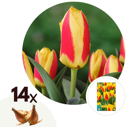 Bulbos De Tulipán - 14 Pzs - Tulipa 'stresa' - Bulbos De Flores - Blanco_0