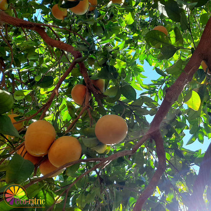Pomelo Ecológico 20kg._2