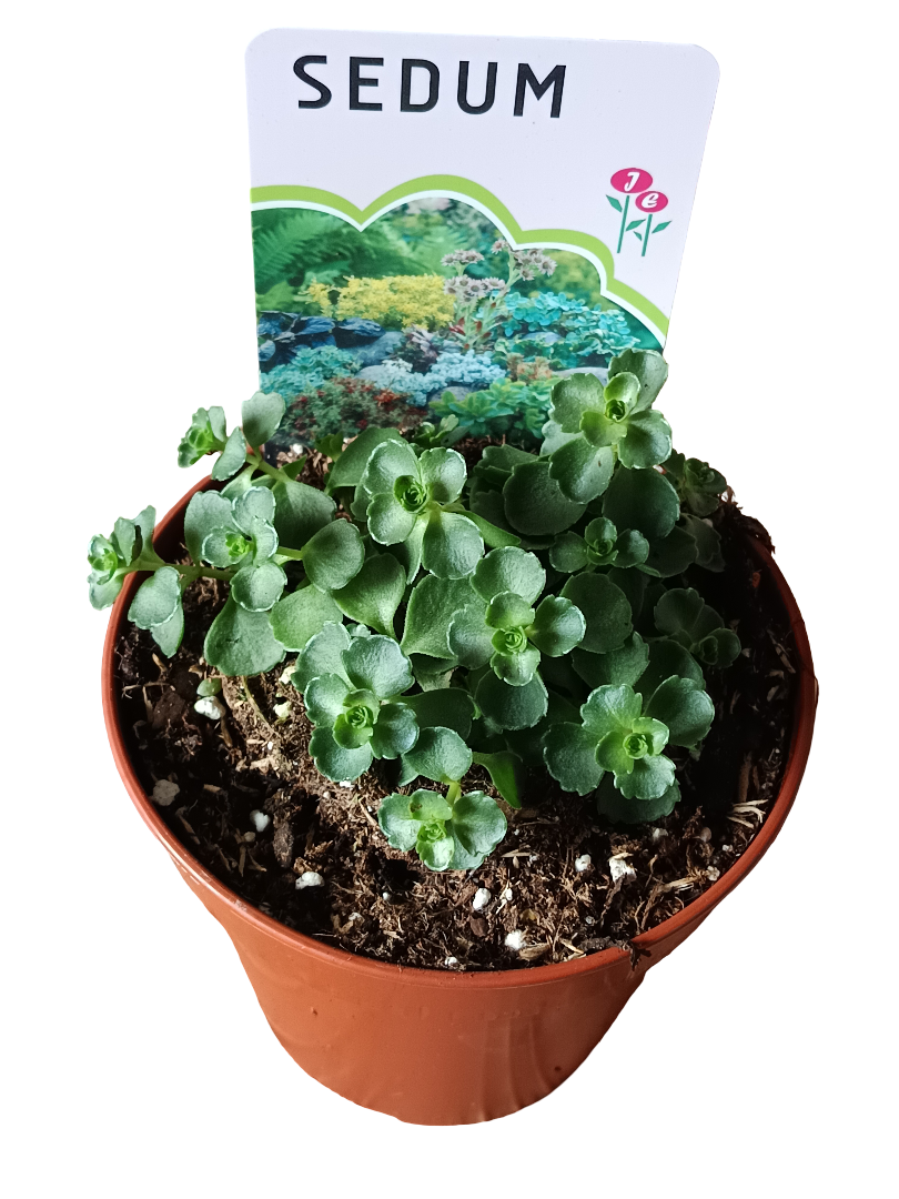 Sedum Robustum Planta Suculenta Ø12_0