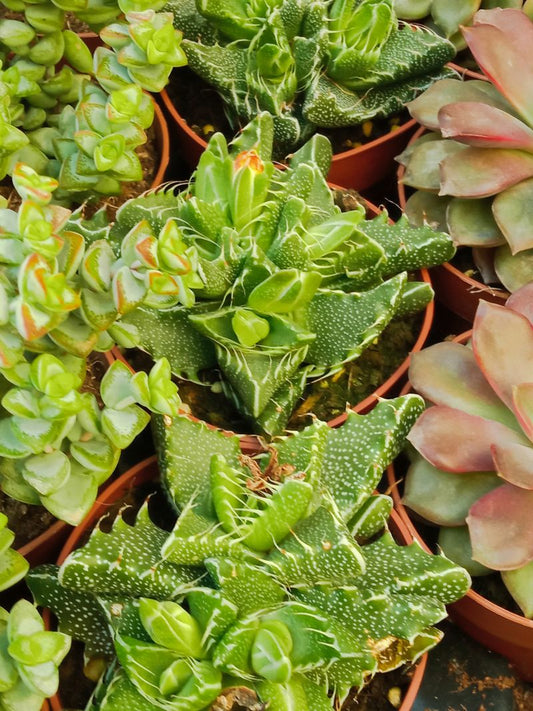 Faucaria Monstruosa 8'5 Cms Planta Suculenta_0