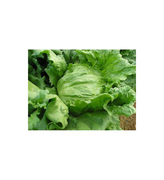 Plantón Lechuga Iceberg (10 Unidades)_0