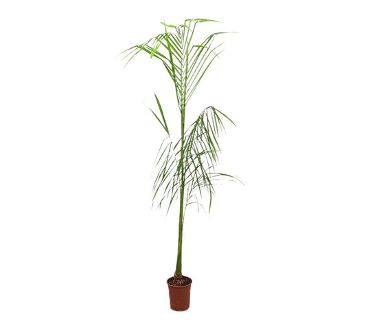 Roystonea Regia M21 200-220cm_0