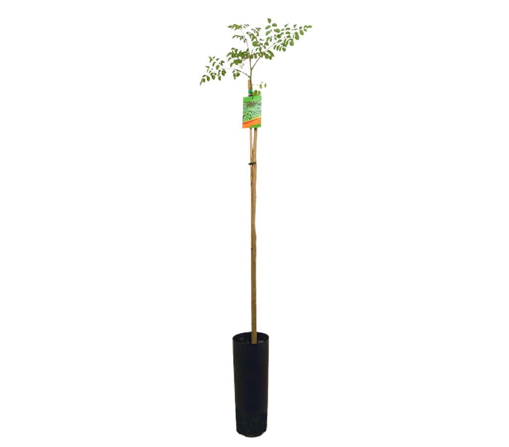 Moringa Oleifera Tb20 170cm_0