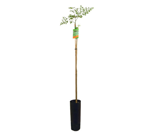 Moringa Oleifera Tb20 170cm_0