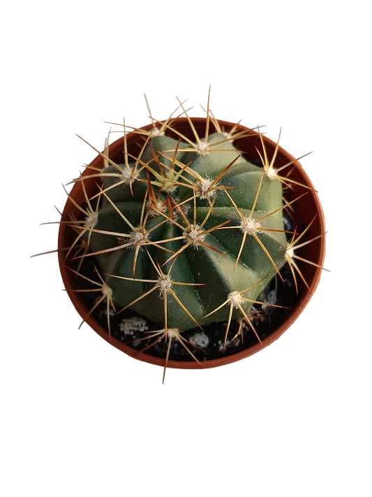 Melocactus Matanzanus Planta Cactus Ø5 Cm_0