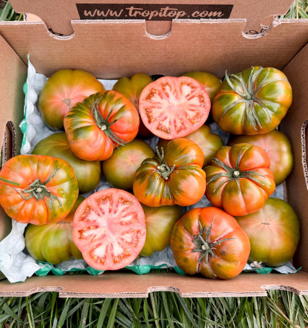 Caja De Tomates Raf De Temporada Tropitop Caja De 3kg_2