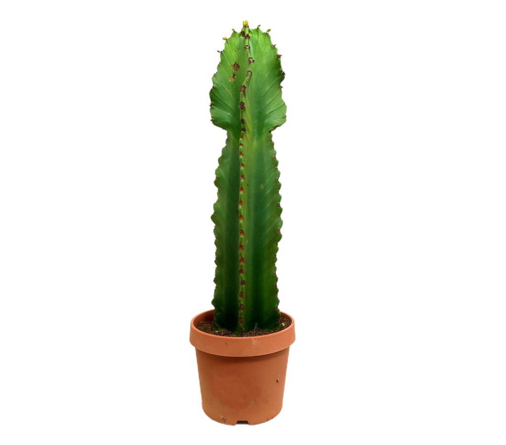 Euphorbia Ingens M17 60-80cm_0