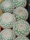 Mammillaria Candida (cacto)