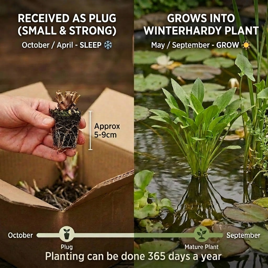 Cálamo Aromático Planta Estanque - Resistente - Biológico - 9 Unidades_4